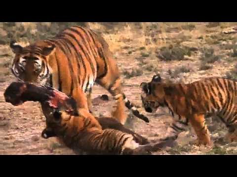 Lion vs Tiger: Award Winning Documentary 2011: Last Chance Tiger
