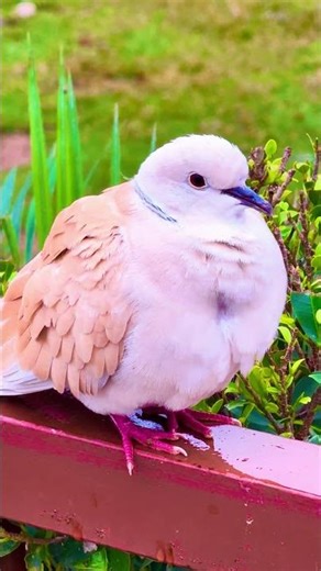 Morning Bird Chirping || Relaxing Birds Sounds || Beautiful Birds Videos || Bird Watching Video