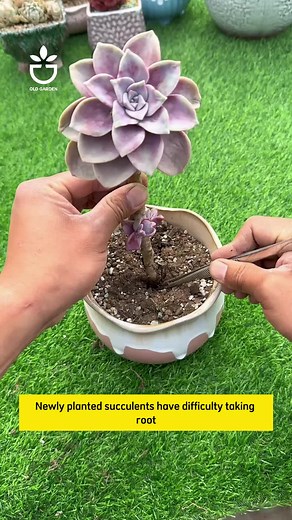 How to save succulents root rot #greengarden #oldgarden #oldgardenshop #garden