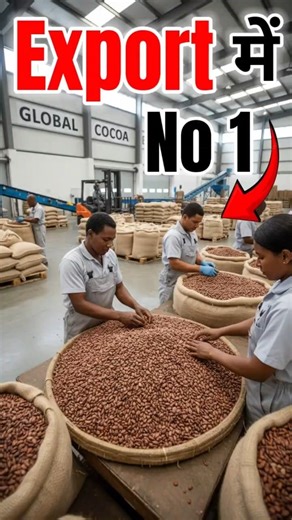 Make money in cocoa powder I how to export cocoa beans | Cocoa Powder #shorts #Cocoa #export