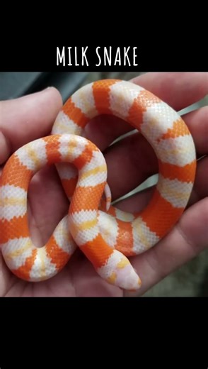 different types of snakes 😱