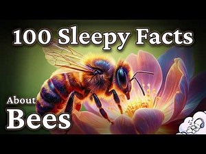 Are Bees the Most Important Insect on Earth? (A Calm Science Documentary)