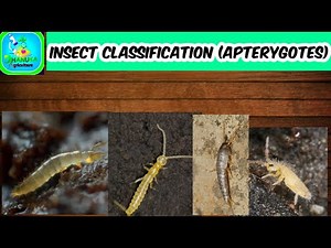 Insect Classification -1 (Apterygotes) | Class- Insecta | Taxonomy | Entomology