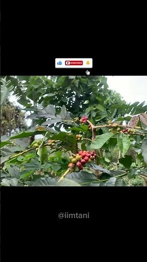 Video Aesthetic Alam #shorts #nature #asthetic #vibes