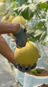 34K views · 507 reactions | Skushi melon harvest 61 days after planting  #farming #melons #hydroponic #greenhouse music Judul: The Long Way (feat. Scott Dente)Artis: Global GeniusTautan: https://www.facebook.com/sound/collection/?sound_collection_tab=sound_tracks&asset_id=1777371599752546&reference=artist_attr | Widiana | Facebook