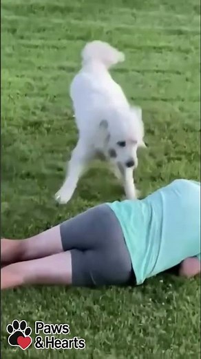 Epic Dog Fails 🐕🤣 The Funniest Moments on Camera