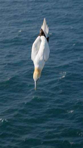 This Bird Dives Like a Missile! 🐦💥🌊