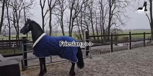Friesian Horse Riding Tips and Techniques