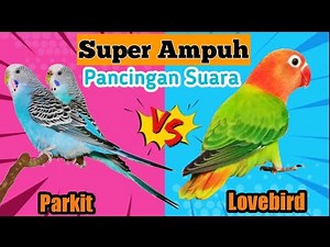 Suara Kicau Masteran Burung Parkit dan Burung Lovebird Ampuh dan Bikin Gacor