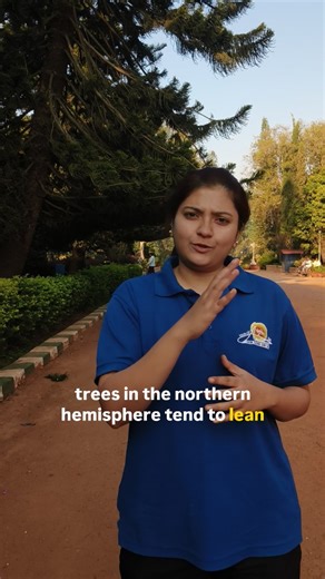 Team Parikrama | These tall Cook pine trees (Araucaria columnaris) in Lalbagh show a fascinating natural pattern. Studies across the world have found that... | Instagram