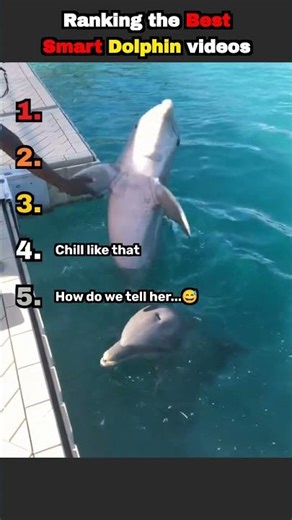 Ranking the BEST Smart Dolphin Videos!