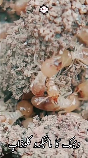 Closeup View of Exposed Termite Colony with Worker and Soldier Castes Fighting Ants in Active Battle