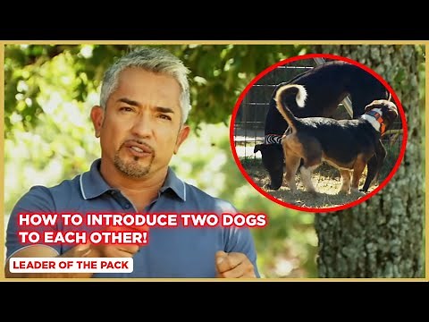 How To Introduce Two Dogs To Each Other! | Leader of the Pack