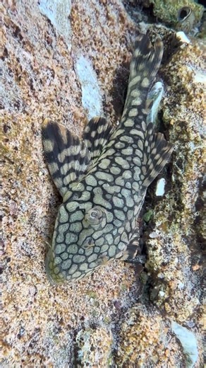 Pleco/Panaque in the nature