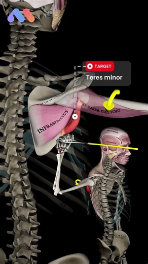 📚 Shoulder External Rotation at 0° vs. 90°