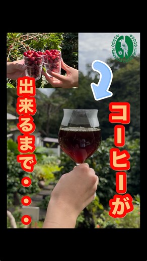 中山コーヒー園 | 収穫•焙煎体験 on Instagram: "こんにちは！中山コーヒー農園です！ 本日は収穫体験の様子をお届けします！ 中山コーヒー農園では下記のような体験をご用意しております！ 収穫体験につきましては4月下旬頃までとなっており、 年明けがピークとなりますので是非この機会にご参加ください！ ① Nコース｜コーヒーの一生フル体験 散策 → 収穫 → 精製 → 焙煎 → 抽出 → ゆっくり味わう 所要時間：約150〜180分 「一杯のコーヒーができるまで」を、畑から体感する人気コース。 ② Aコース｜収穫＆焙煎体験 園内散策 → 収穫 → 焙煎 → 抽出 所要時間：約90〜120分 初めての方や旅の合間におすすめ。 ③ 焙煎体験 自分で焙煎した豆を、その場でドリップ。 所要時間：約45〜60分 ④ 園内カフェ利用 体験なしでもOK。 園で育ったコーヒーを、静かな時間と一緒に。 #中山コーヒー園 #沖縄コーヒー #コーヒー農園 #収穫体験 #沖縄カフェ"