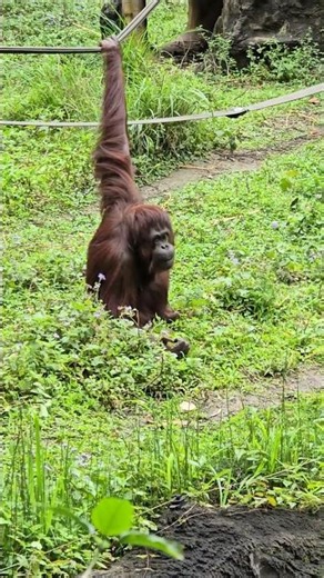 紅毛猩猩Bornean Orangutan/Taipei Zoo