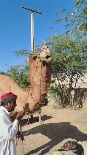 two camel 🐪 @desertanimals123