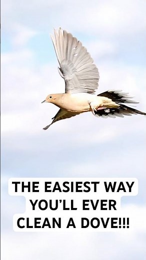 The EASIEST way you’ll EVER clean a DOVE!!! #hunting #dove #dovehunting