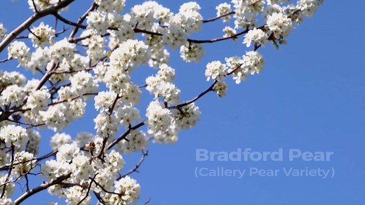 INVASIVE PEAR TREES -- Callery pear trees (often called Bradford pears) have been popular landscape trees for decades. Unfortunately, they are invasive and crowd out native tree species. MDC recommends removing callery pears and planting native trees instead. Get more information with our invasive brochure for callery pear trees: https://mdc.mo.gov/sites/default/files/downloads/callerypearinvasive.pdf | Missouri Dept. of Conservation
