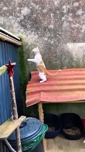 Your Cute House Cat Is Actually a Mini Predator!