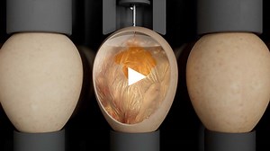 SmartVac™ Next generation in-ovo vaccination and nutrition | Royal Pas Reform Integrated hatchery solutions