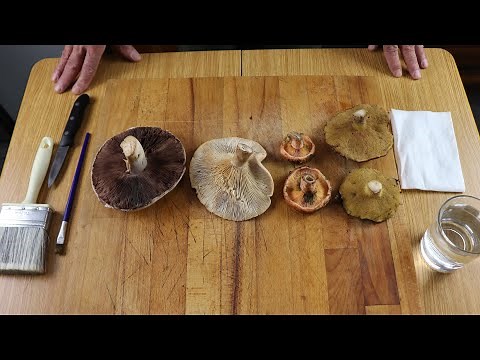 🍄 ¿CÓMO LIMPIAR SETAS SILVESTRES CORRECTAMENTE? 🍄