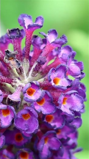 Buddleja davidii shrub aka Butterfly Bush
