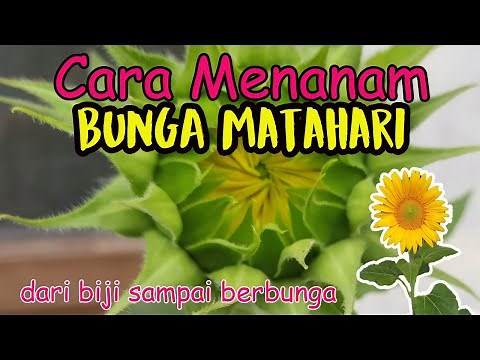 Cara Menanam Bunga Matahari | Perkembangan dari Biji sampai Berbunga