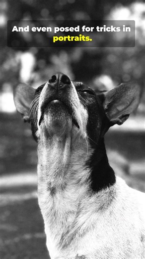 Dogs The True Funny History You Never