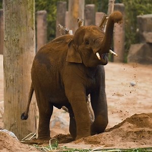 69 reactions | Helping elephants and people to live together in peace.  Discover how our vital conservation partnership with the is limiting conflict between humans and elephants in India... #WorldElephantDay | Chester Zoo | Facebook