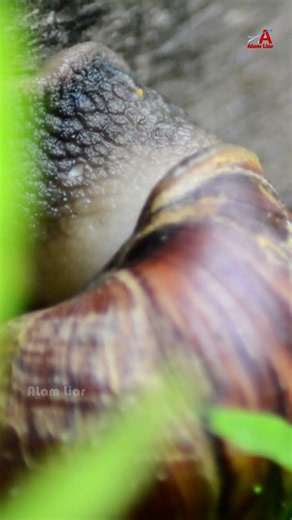The Amazing World of a Tiny Snail #snail #nature #wildlife
