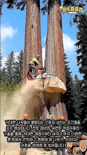 대형 수목 안전 벌목 과정과 현장 가이드 #worker #process #forestry #woodsman #safety