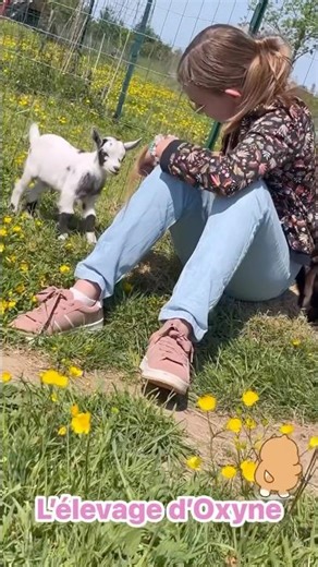 Moment avec bébés 🥰 #lelevagedoxyne #chèvre #goat #bebe #baby #bebechevre #babygoats #short #cute