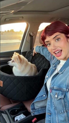 Dog Booster Car Seat: Safe, Elevated Rides for Small Dogs