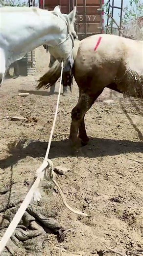 The hard work behind breeding and raising horses 169
