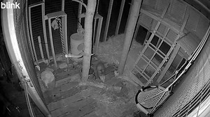 This is Anna's beautiful enclosure that Finn and Fern will be going to this week, but look closely and you'll see there's a visitor tonight - it's Dickens, who was released last month! Anna knows it's him because she cared for him and recognizes the fur pattern on his back. Sorry buddy, but later this week, the door will be closed and locked! #opossum | WEST Wildlife Rehab
