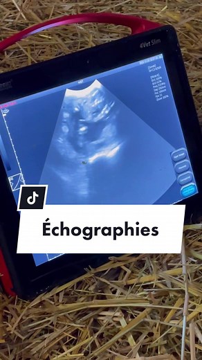 Vous n’allez jamais me croire… 😱 ##chevrenaine#foryou#elevage#naissance#gestation#chevreaux#chevreminiature#suprise#chevrerie#echographie#pourtoi