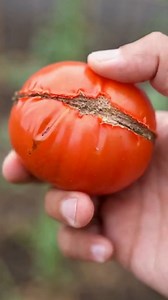 13K views · 72 reactions | My Tomatoes Are Cracking: Causes and 6 Solutions to Avoid It | Home & Gardening tips | Facebook