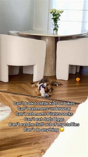 The Daily Struggles of a Cockapoo