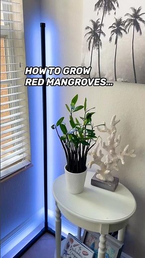 How to grow Red Mangrove Propagules found at the beach