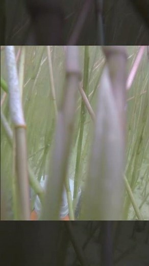 Stihl Reciprocator Rotary Scissors RG-KM Trimmer Head Attachment