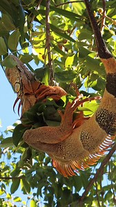 385K views · 3.2K reactions | When temps drop in the Keys, iguanas literally fall from the trees! 年 This chilly little guy took a tumble and is now just… hanging in there. Don’t worry, once they warm up, they’re back to business. ☀️年 #fallingiguanas #coldfront #keywestlife #iguanalife | Key West Virtual Tours | Facebook