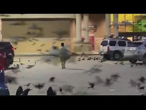 Grackles attack woman at Kroger in Houston