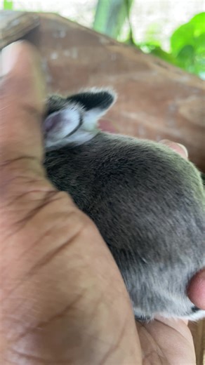 He’s got all the girls locked 😏🐰3/4 Netherland Dwarfs coming monthend#bunny#pet#cute