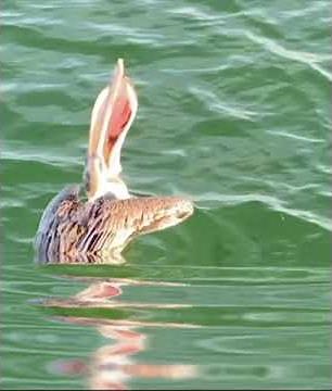 Pelican’s Perfect Catch—Epic Fish Swallowing in Stunning Detail!