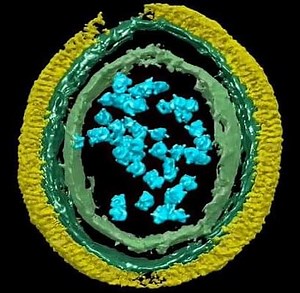 Discovery of ‘molecular machine’ brings new immune therapies a step closer – Lifeboat News: The Blog