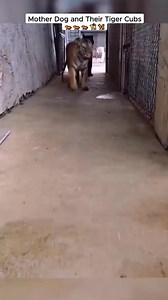 3K views · 56 reactions | Mother dog and her tiger cubs | TheLoop N | Facebook