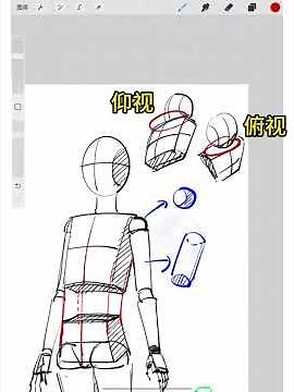 A quick beginner s guide to human body proportions from scratch When taking on an