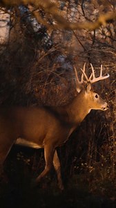 We are now into the final week of the general rifle deer hunting season across much of Manitoba!Best of luck to those chasing the tail end of the whitetail rut. Bundle up and stay warm in the chilly, snow-covered landscape! #HuntFishMB #DeerHunting #Manitoba | Fishing & Hunting in Manitoba